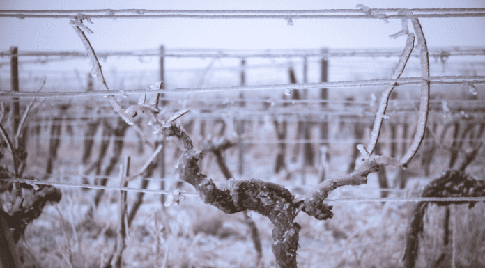 Medieval vineyards and the question that shall not be asked Medieval vineyards and the question that shall not be asked